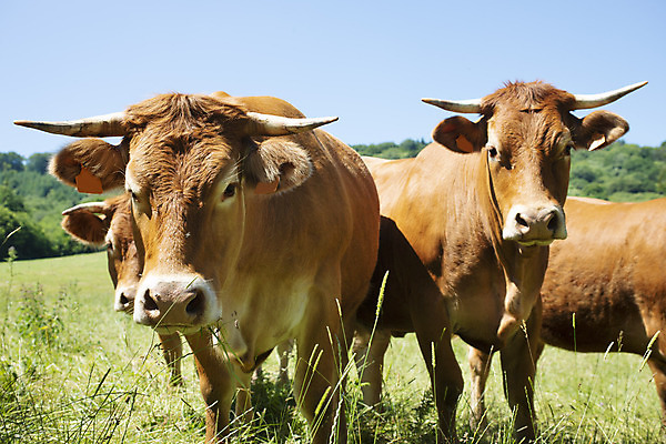 포토 JPG 해외이미지 밭 사람없음 농장 소 해외202105 해외포토 농업 포유류 파일형식