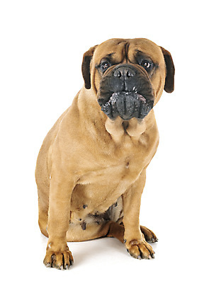 포토 JPG 해외이미지 성인 사람없음 반려동물 개 큼 흰배경 마스티프 해외202105 해외포토 동물 백그라운드 포유류 사람 흰색 크기 파일형식