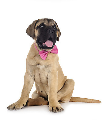 포토 JPG 해외이미지 분홍색 나비넥타이 사람없음 반려동물 개 강아지 흰배경 마스티프 해외202105 해외포토 동물 컬러 백그라운드 포유류 넥타이 흰색 파일형식