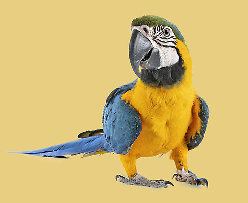 포토 JPG 해외이미지 백그라운드 조류 사람없음 파란색 반려동물 노란색 앵무새 해외202105 해외포토 동물 컬러 파일형식