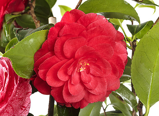 포토 JPG 해외이미지 식물 꽃 분홍색 사람없음 정원 개화 냄비 흰배경 원예 해외202105 해외포토 컬러 백그라운드 취미 흰색 솥 파일형식