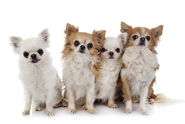 포토 JPG 해외이미지 사람없음 반려동물 4 개 강아지 흰배경 치와와 해외202105 해외포토 동물 백그라운드 포유류 숫자 흰색 파일형식