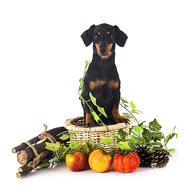 포토 JPG 해외이미지 잎 과일 사람없음 반려동물 바구니 가을 나뭇가지 개 강아지 사과 닥스훈트 흰배경 해외202105 해외포토 나무 식물 동물 계절 백그라운드 포유류 흰색 파일형식