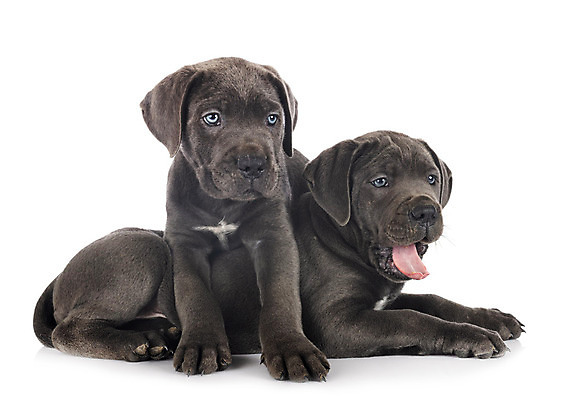 포토 JPG 해외이미지 2 사람없음 파란색 반려동물 이탈리아 회색 개 강아지 흰배경 마스티프 해외202105 해외포토 동물 유럽 컬러 백그라운드 포유류 흰색 파일형식