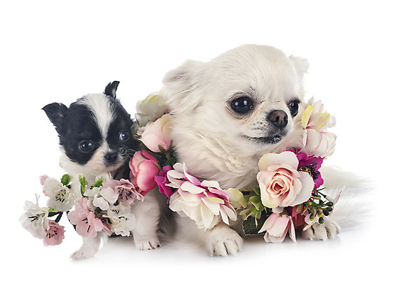 포토 JPG 해외이미지 꽃 2 엄마 성인 사람없음 반려동물 봄 개 강아지 흰배경 치와와 해외202105 해외포토 식물 동물 계절 백그라운드 포유류 가족 사람 흰색 파일형식