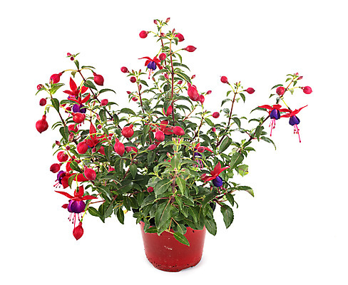 포토 JPG 해외이미지 식물 꽃 분홍색 사람없음 정원 냄비 흰배경 해외202105 해외포토 컬러 백그라운드 흰색 솥 파일형식