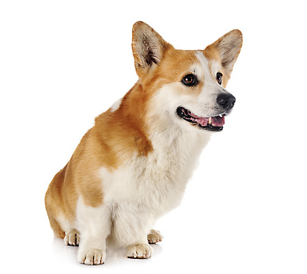 포토 JPG 해외이미지 사람없음 반려동물 개 강아지 흰배경 해외202105 해외포토 동물 백그라운드 포유류 흰색 파일형식