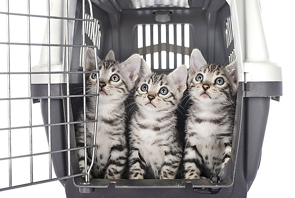 포토 JPG 해외이미지 사람없음 반려동물 상자 고양이 회색 은색 흰배경 새장 해외202105 해외포토 동물 컬러 백그라운드 포유류 흰색 케이지 파일형식