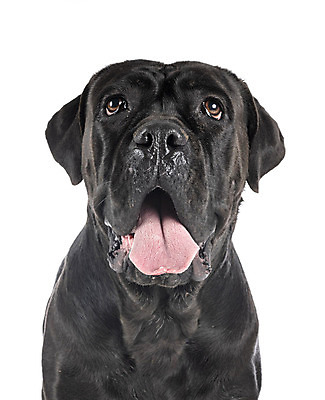 포토 JPG 해외이미지 성인 사람없음 반려동물 이탈리아 개 강아지 흰배경 마스티프 해외202105 해외포토 동물 유럽 백그라운드 포유류 사람 흰색 파일형식