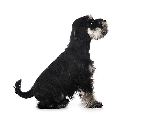 포토 JPG 해외이미지 사람없음 반려동물 개 강아지 테리어 흰배경 해외202105 해외포토 동물 백그라운드 포유류 흰색 파일형식