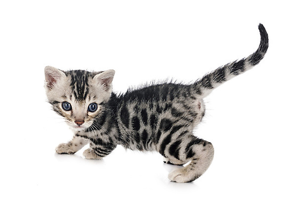 포토 JPG 해외이미지 사람없음 반려동물 고양이 회색 은색 흰배경 해외202105 해외포토 동물 컬러 백그라운드 포유류 흰색 파일형식