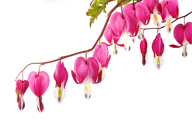 포토 JPG 해외이미지 식물 꽃 분홍색 사람없음 개화 냄비 흰배경 원예 해외202105 해외포토 컬러 백그라운드 취미 흰색 솥 파일형식