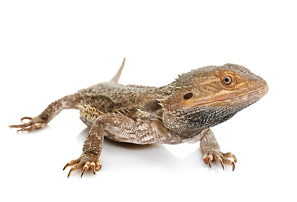 포토 JPG 해외이미지 파충류 사람없음 반려동물 흰배경 도마뱀 해외202105 해외포토 동물 백그라운드 흰색 파일형식