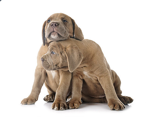 포토 JPG 해외이미지 커플 2 사람없음 반려동물 이탈리아 회색 개 강아지 흰배경 마스티프 해외202105 해외포토 동물 유럽 컬러 백그라운드 포유류 관계 흰색 파일형식