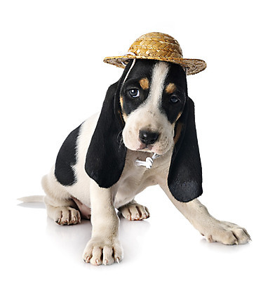 포토 JPG 해외이미지 사람없음 반려동물 유머 개 강아지 스위스 흰배경 사냥개 삼색 해외202105 해외포토 동물 감정 유럽 백그라운드 포유류 흰색 파일형식