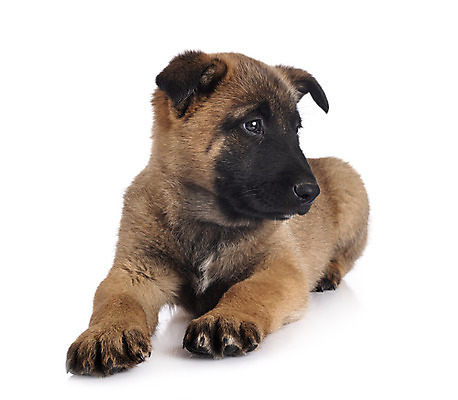 포토 JPG 해외이미지 사람없음 반려동물 양치기 개 강아지 흰배경 해외202105 해외포토 동물 직업 백그라운드 포유류 흰색 파일형식