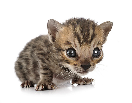 포토 JPG 해외이미지 사람없음 반려동물 고양이 회색 은색 흰배경 해외202105 해외포토 동물 컬러 백그라운드 포유류 흰색 파일형식