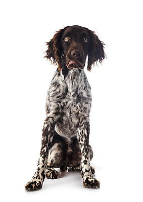 포토 JPG 해외이미지 사람없음 개 강아지 작음 흰배경 사냥개 해외202105 해외포토 백그라운드 포유류 반려동물 흰색 크기 파일형식