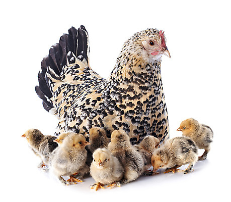 포토 JPG 해외이미지 가족 조류 병아리 사람없음 반려동물 농장 노란색 시골 깃털 흰배경 해외202105 해외포토 동물 컬러 백그라운드 농업 관계 흰색 파일형식