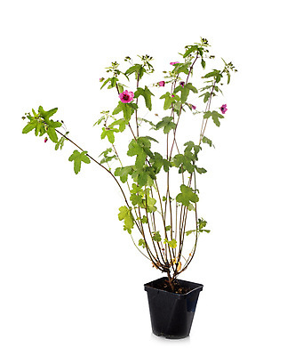 포토 JPG 해외이미지 식물 꽃 분홍색 사람없음 정원 냄비 흰배경 원예 아욱 해외202105 해외포토 컬러 백그라운드 취미 흰색 솥 파일형식