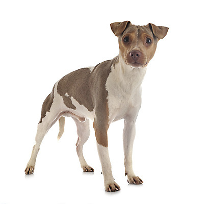 포토 JPG 해외이미지 사람없음 반려동물 개 테리어 흰배경 삼색 브라질사람 해외202105 해외포토 동물 백그라운드 포유류 흰색 파일형식