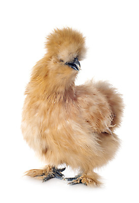 포토 JPG 해외이미지 무료이미지 조류 병아리 사람없음 반려동물 농장 시골 흰배경 수탉 해외202105 해외포토 동물 백그라운드 농업 흰색 닭 수컷 파일형식