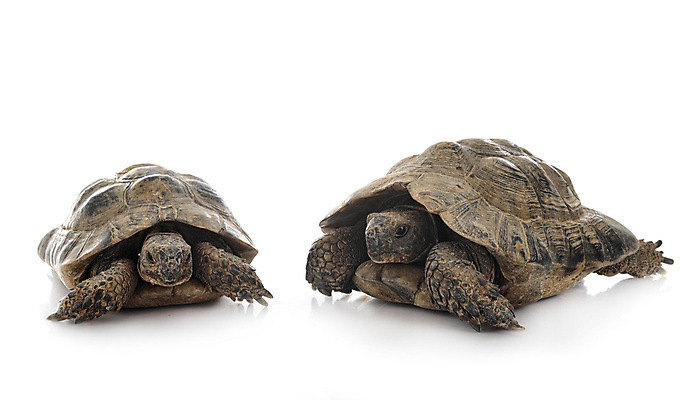 포토 JPG 해외이미지 야생동물 파충류 사람없음 거북이 흰배경 그리스인 해외202105 해외포토 서양인 동물 백그라운드 흰색 파일형식