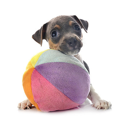 포토 JPG 해외이미지 공 사람없음 반려동물 장난감 개 테리어 흰배경 삼색 브라질사람 해외202105 해외포토 동물 백그라운드 포유류 흰색 파일형식