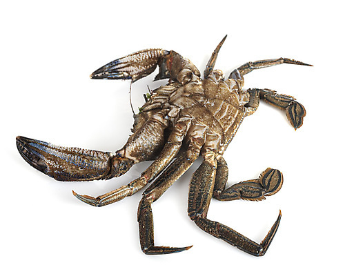 포토 JPG 해외이미지 음식 갑각류 사람없음 게 죽음 해산물 흰배경 날것 벨벳 해외202105 해외포토 동물 백그라운드 흰색 실크 파일형식