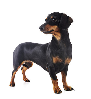 포토 JPG 해외이미지 사람없음 반려동물 개 강아지 닥스훈트 흰배경 해외202105 해외포토 동물 백그라운드 포유류 흰색 파일형식