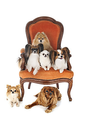 포토 JPG 해외이미지 가구 의자 사람없음 내부 반려동물 개 강아지 6 흰배경 안락의자 치와와 포메라니안 해외202105 해외포토 동물 생활용품 백그라운드 포유류 숫자 흰색 파일형식