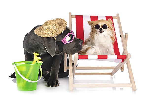 포토 JPG 해외이미지 안경 2 사람없음 반려동물 선글라스 회색 개 강아지 양동이 흰배경 치와와 거인 마스티프 해외202105 해외포토 동물 잡화 컬러 백그라운드 포유류 흰색 파일형식