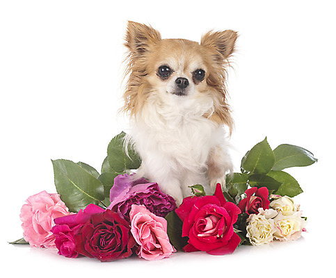 포토 JPG 해외이미지 꽃 사람없음 반려동물 장미 생일 개 강아지 흰배경 치와와 해외202105 해외포토 식물 동물 기념일 백그라운드 포유류 흰색 파일형식