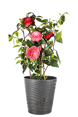 포토 JPG 해외이미지 식물 꽃 분홍색 사람없음 정원 개화 냄비 흰배경 원예 해외202105 해외포토 컬러 백그라운드 취미 흰색 솥 파일형식