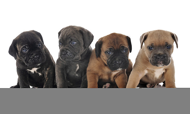 포토 JPG 해외이미지 사람없음 반려동물 이탈리아 4 개 강아지 흰배경 마스티프 해외202105 해외포토 동물 유럽 백그라운드 포유류 숫자 흰색 파일형식