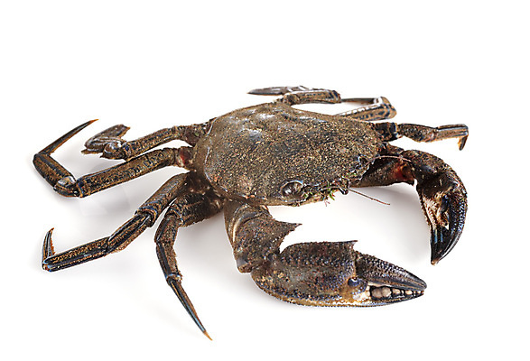 포토 JPG 해외이미지 음식 갑각류 사람없음 게 죽음 해산물 흰배경 날것 벨벳 해외202105 해외포토 동물 백그라운드 흰색 실크 파일형식