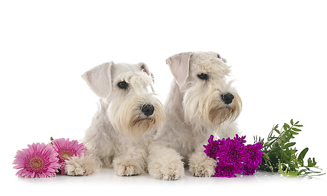 포토 JPG 해외이미지 커플 꽃 2 발렌타인데이 사람없음 반려동물 개 강아지 테리어 흰배경 해외202105 해외포토 식물 동물 백그라운드 포유류 관계 데이이벤트 흰색 파일형식