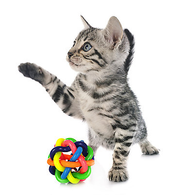 포토 JPG 해외이미지 공 사람없음 반려동물 장난감 고양이 회색 은색 흰배경 해외202105 해외포토 동물 컬러 백그라운드 포유류 흰색 파일형식