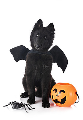 포토 JPG 해외이미지 날개 호박 사람없음 반려동물 할로윈 양치기 개 강아지 흰배경 거미 박쥐 해외202105 해외포토 동물 직업 곤충 백그라운드 채소 포유류 흰색 파일형식