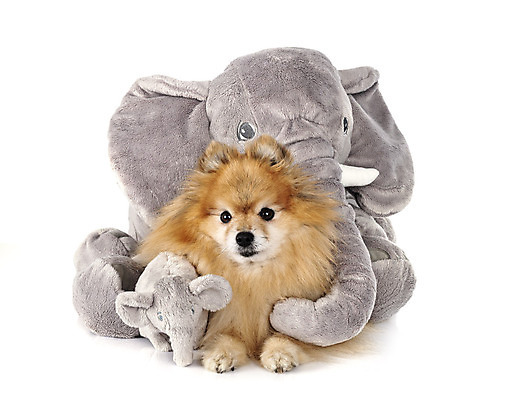 포토 JPG 해외이미지 코끼리 사람없음 반려동물 장난감 개 강아지 흰배경 솜털 포메라니안 해외202105 해외포토 동물 백그라운드 포유류 흰색 파일형식