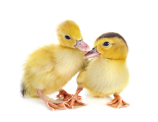 포토 JPG 해외이미지 2 조류 오리 사람없음 반려동물 노란색 시골 흰배경 해외202105 해외포토 동물 컬러 백그라운드 흰색 파일형식