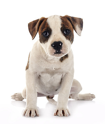 포토 JPG 해외이미지 사람없음 반려동물 개 강아지 흰배경 불독 해외202105 해외포토 동물 백그라운드 포유류 흰색 파일형식