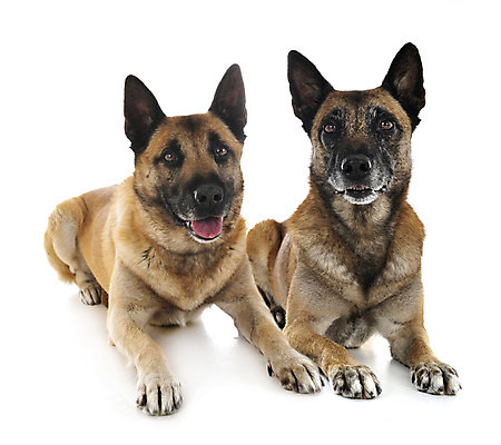 포토 JPG 해외이미지 2 사람없음 반려동물 양치기 개 흰배경 해외202105 해외포토 동물 직업 백그라운드 포유류 흰색 파일형식