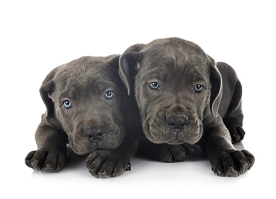 포토 JPG 해외이미지 2 사람없음 파란색 반려동물 이탈리아 회색 개 강아지 흰배경 마스티프 해외202105 해외포토 동물 유럽 컬러 백그라운드 포유류 흰색 파일형식