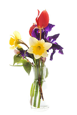 포토 JPG 해외이미지 식물 꽃 꽃다발 사람없음 컬러풀 봄 흰배경 수선화 붓꽃 해외202105 해외포토 계절 컬러 백그라운드 흰색 파일형식