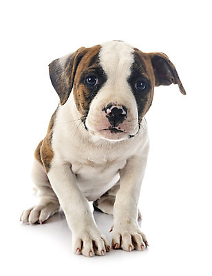 포토 JPG 해외이미지 사람없음 반려동물 개 강아지 흰배경 불독 해외202105 해외포토 동물 백그라운드 포유류 흰색 파일형식