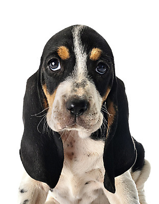 포토 JPG 해외이미지 사람없음 반려동물 개 강아지 스위스 흰배경 사냥개 삼색 해외202105 해외포토 동물 유럽 백그라운드 포유류 흰색 파일형식