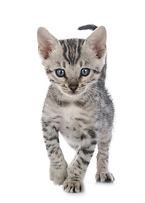 포토 JPG 해외이미지 공 사람없음 반려동물 장난감 고양이 회색 은색 흰배경 해외202105 해외포토 동물 컬러 백그라운드 포유류 흰색 파일형식