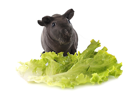 포토 JPG 해외이미지 포유류 사람없음 반려동물 샐러드 설치류 먹기 배고픔 흰배경 수유 해외202105 해외포토 동물 음식 백그라운드 모션 흰색 파일형식