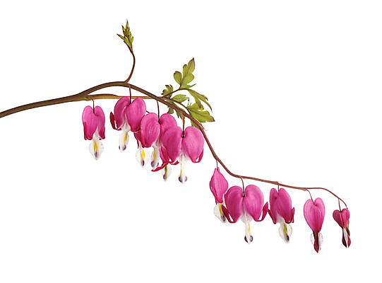 포토 JPG 해외이미지 식물 꽃 분홍색 사람없음 개화 냄비 흰배경 원예 해외202105 해외포토 컬러 백그라운드 취미 흰색 솥 파일형식